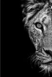 Black and White African Lion