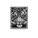 Black and White: Shark & Cheetah