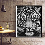 Black and White: Shark & Cheetah