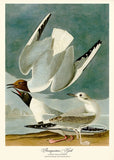 Vintage  Bird Home Decor