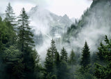 Natural Foggy  Forest