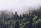 Natural Foggy  Forest