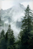 Natural Foggy  Forest