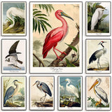 Vintage  Bird Home Decor