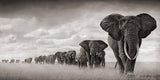 Elephants Wild