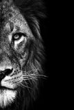 Black and White African Lion