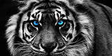 Black and White Tiger
